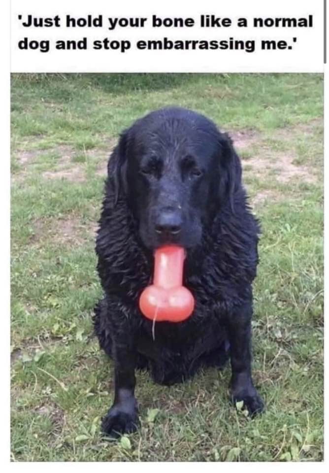 Dog - 'Just hold your bone a normal dog and stop embarrassing me.'