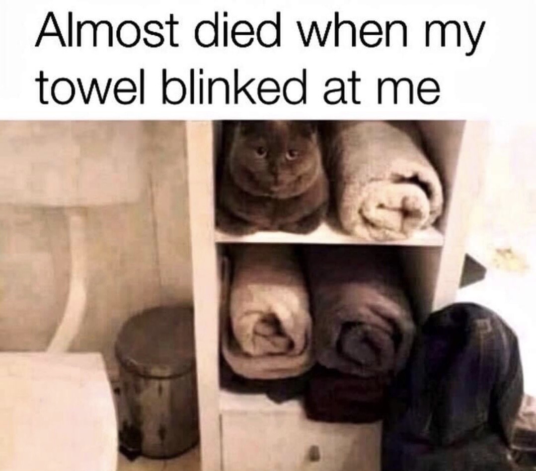 funny cat memes with captions - Almost died when my towel blinked at me