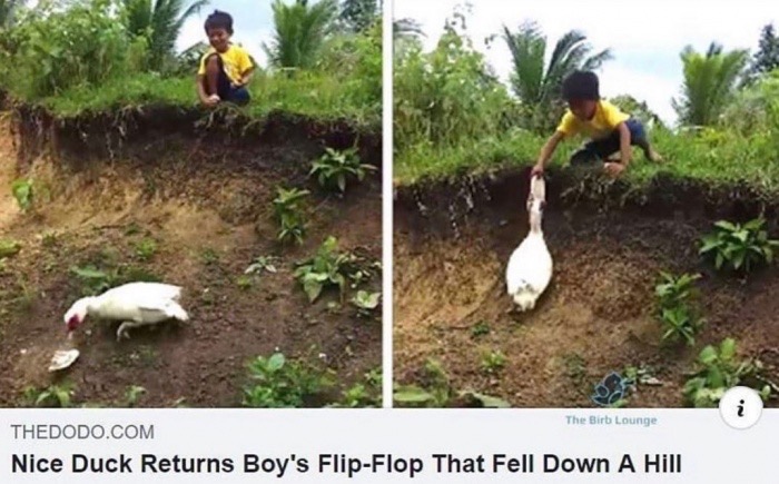 Duck - The Birb Lounge Thedodo.Com Nice Duck Returns Boy's FlipFlop That Fell Down A Hill