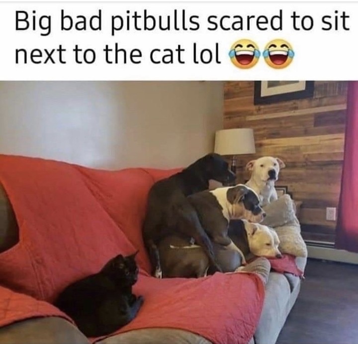 cat pitbull meme - Big bad pitbulls scared to sit next to the cat lol
