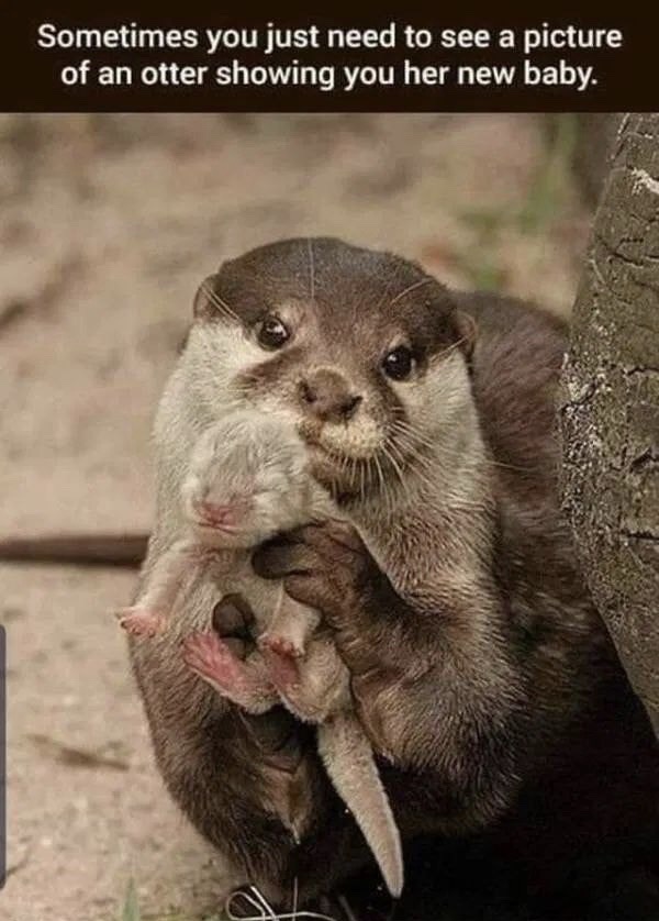 baby otter - Sometimes you just need to see a picture of an otter showing you her new baby.