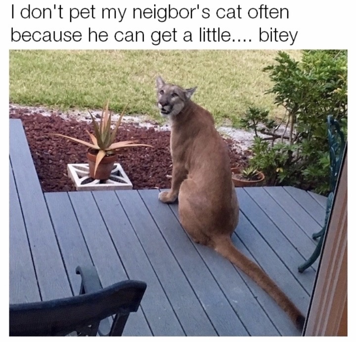 panthers in florida - I don't pet my neigbor's cat often because he can get a little.... bitey