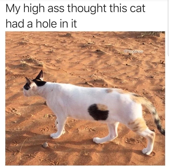 Internet meme - My high ass thought this cat had a hole in it