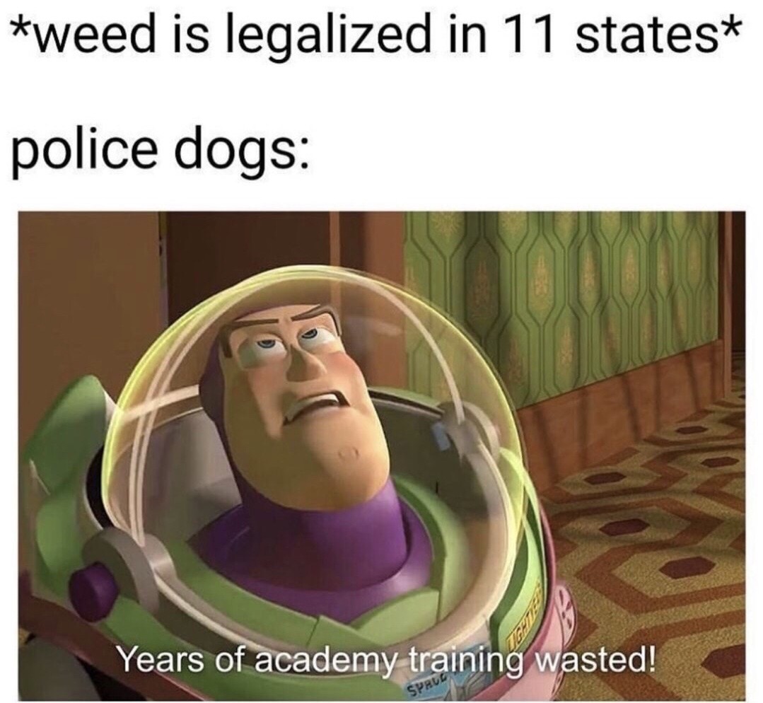 years of academy training wasted - weed is legalized in 11 states police dogs Years of academy training wasted! Sprve
