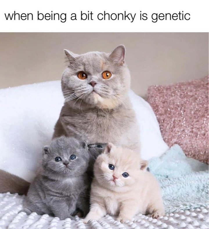 cat with family - when being a bit chonky is genetic