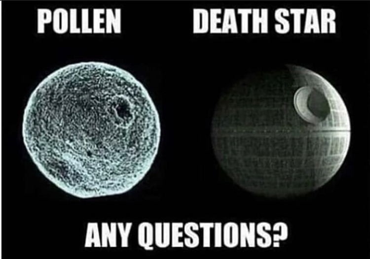 death star - Pollen _ Death Star Any Questions?