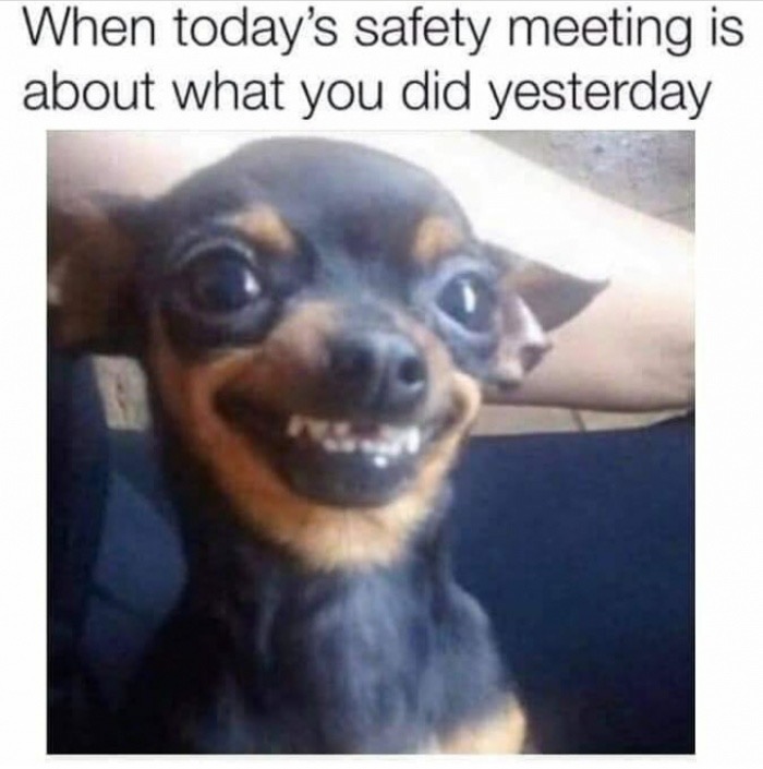 chihuahua meme - When today's safety meeting is about what you did yesterday