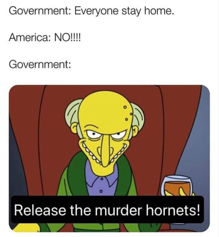 mr burns - Government Everyone stay home. America No!!!! Government Release the murder hornets!