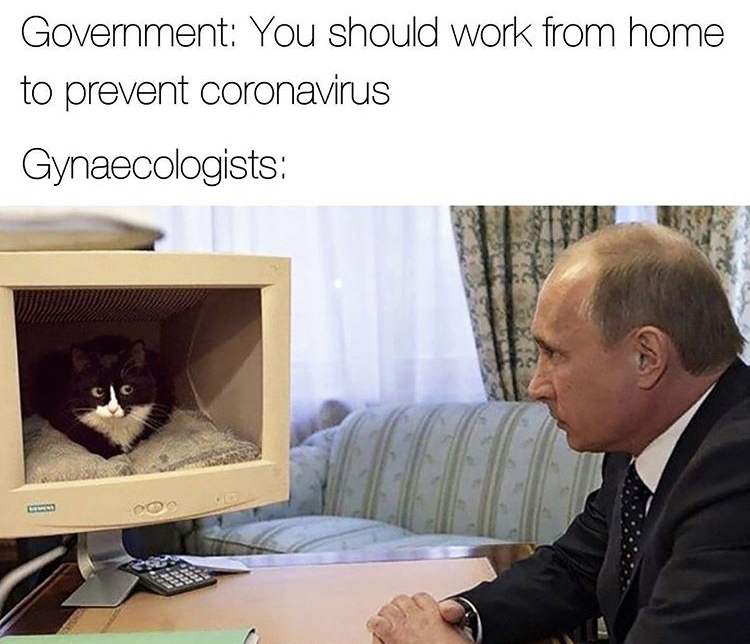 putin looking at cat in a computer - Government You should work from home to prevent coronavirus Gynaecologists