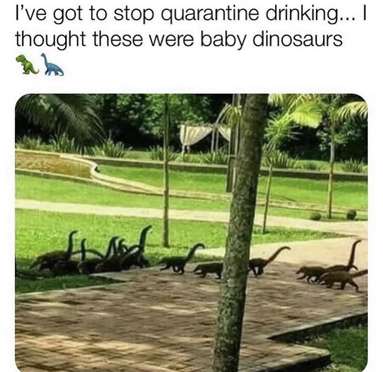 thought these were baby dinosaurs - I've got to stop quarantine drinking... I thought these were baby dinosaurs