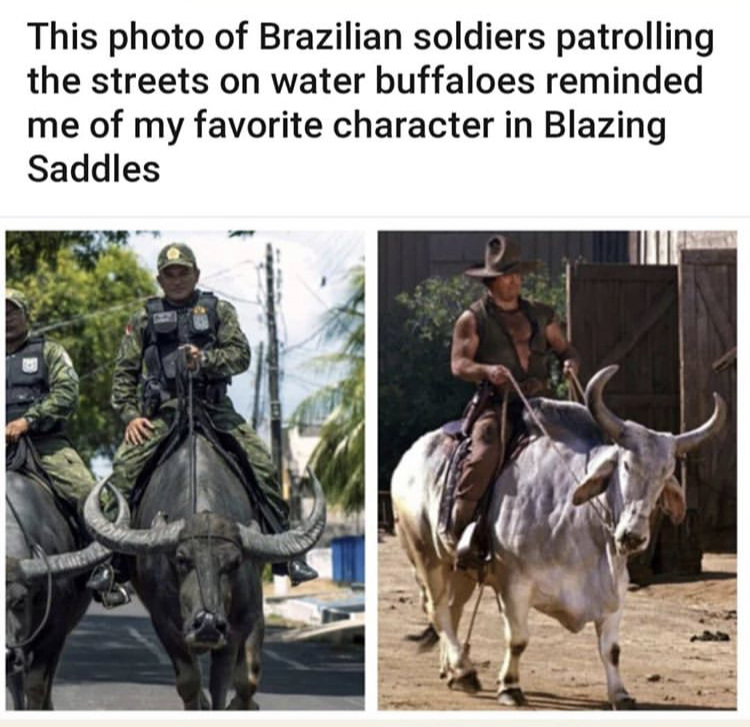 Police - This photo of Brazilian soldiers patrolling the streets on water buffaloes reminded me of my favorite character in Blazing Saddles