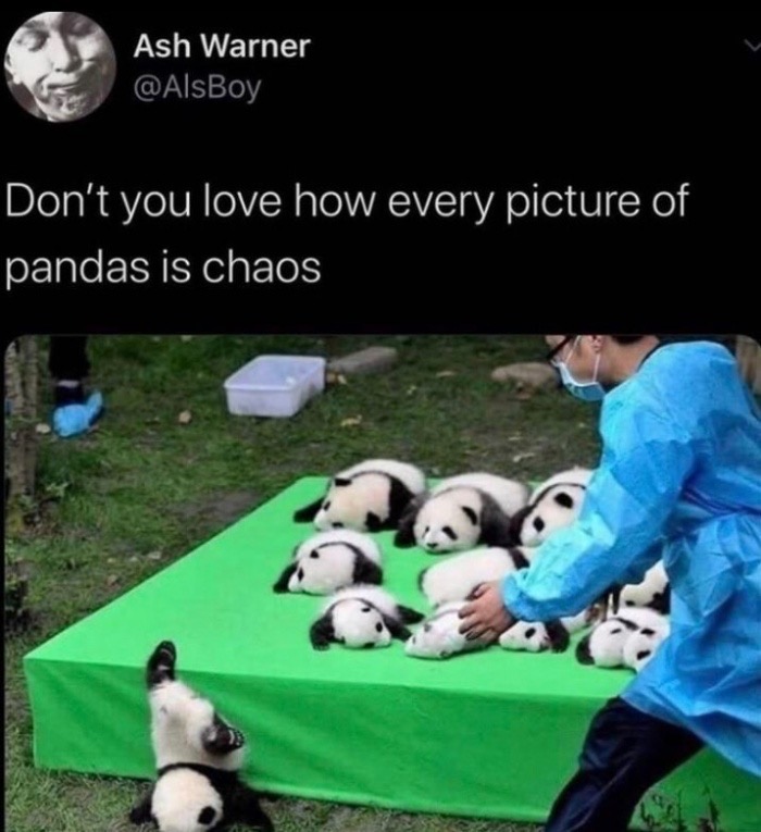 baby panda falling - Ash Warner Don't you love how every picture of pandas is chaos