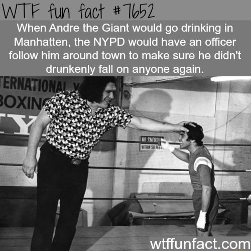 andre the giant facts - Wtf fun fact When Andre the Giant would go drinking in Manhatten, the Nypd would have an officer him around town to make sure he didn't drunkenly fall on anyone again. Ternational Boxin San wtffunfact.com