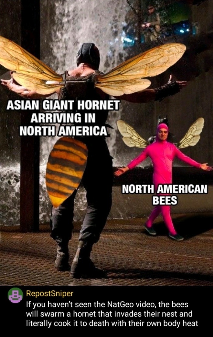 coronavirus sanitizer memes - Asian Giant Hornet Arriving In North America North American Bees .8. RepostSniper If you haven't seen the NatGeo video, the bees will swarm a hornet that invades their nest and literally cook it to death with their own body h