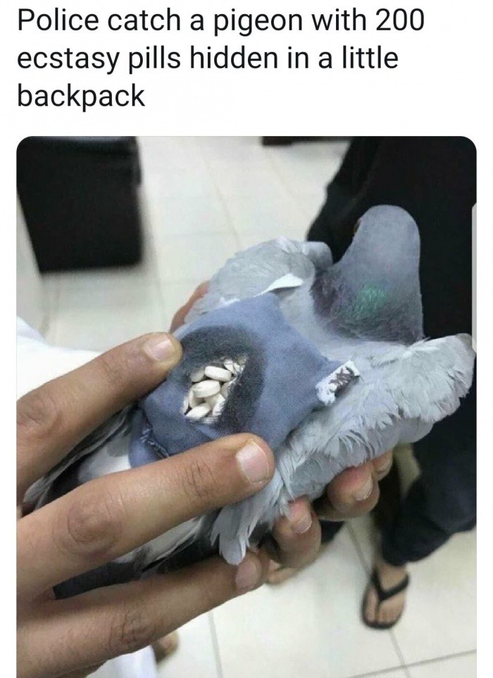 pigeon dank meme - Police catch a pigeon with 200 ecstasy pills hidden in a little backpack