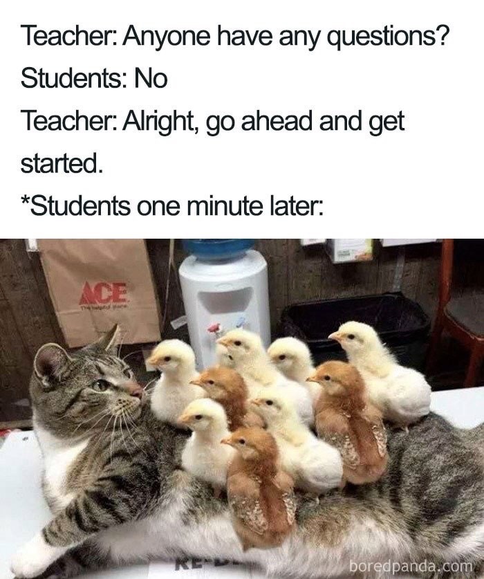 funny teacher memes - Teacher Anyone have any questions? Students No Teacher Alright, go ahead and get started. Students one minute later boredpanda.com