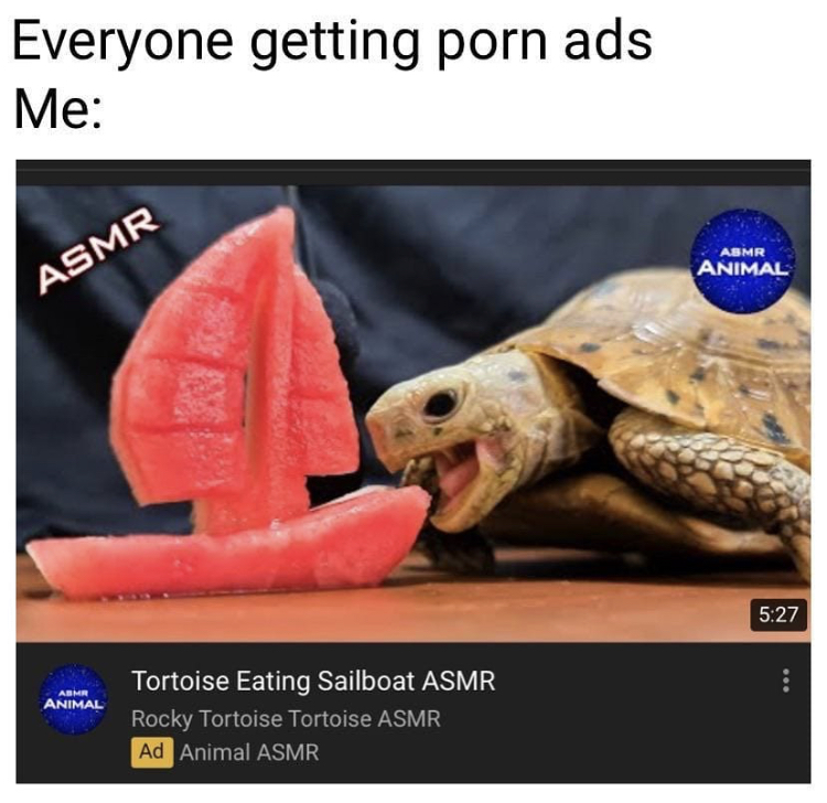 Everyone getting porn ads Me Asmr Animal Tortoise Eating Sailboat
