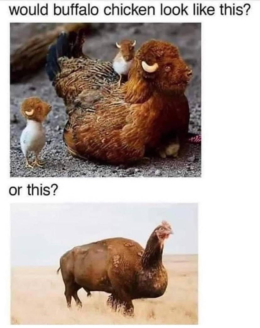 buffalo chicken meme - would buffalo chicken look this? or this?