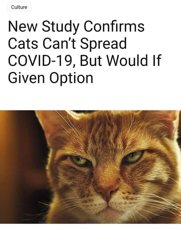 mad cat - Culture New Study Confirms Cats Can't Spread Covid19, But Would If Given Option