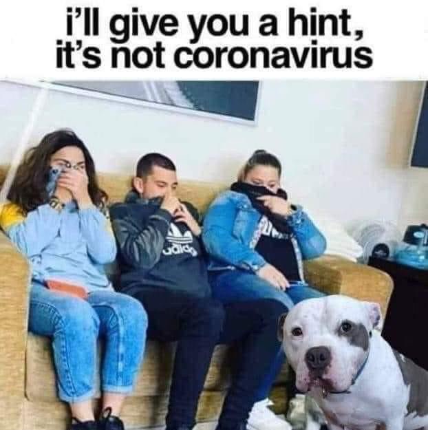 bulldogue corona humor sprüche - i'll give you a hint, it's not coronavirus gald