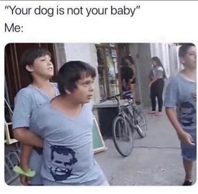 your dog is not your baby meme - "Your dog is not your baby" Me