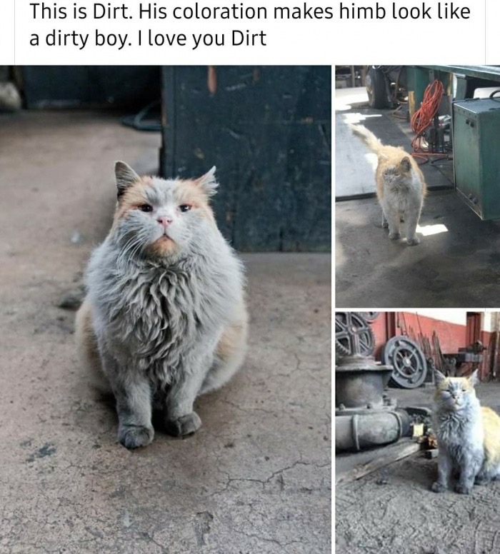 historic cat - This is Dirt. His coloration makes himb look a dirty boy. I love you Dirt