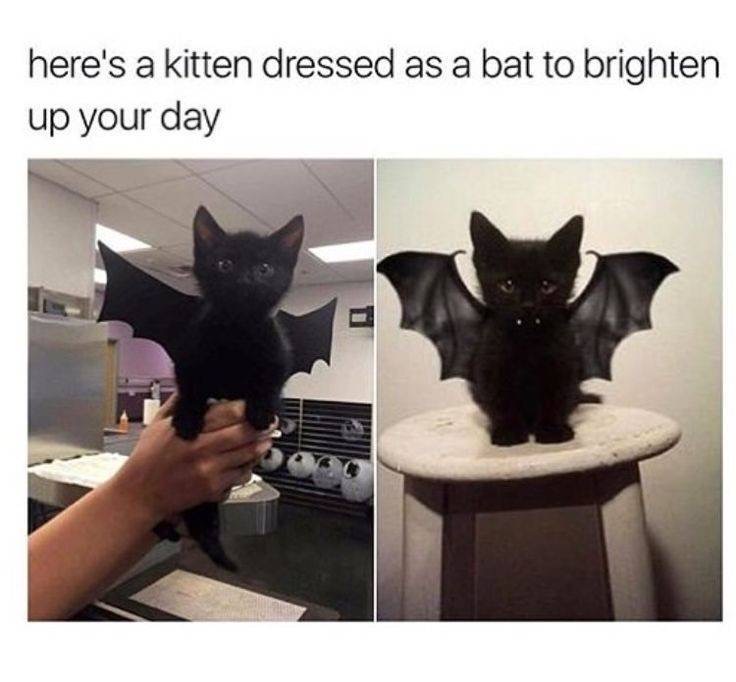 bat cat - here's a kitten dressed as a bat to brighten up your day