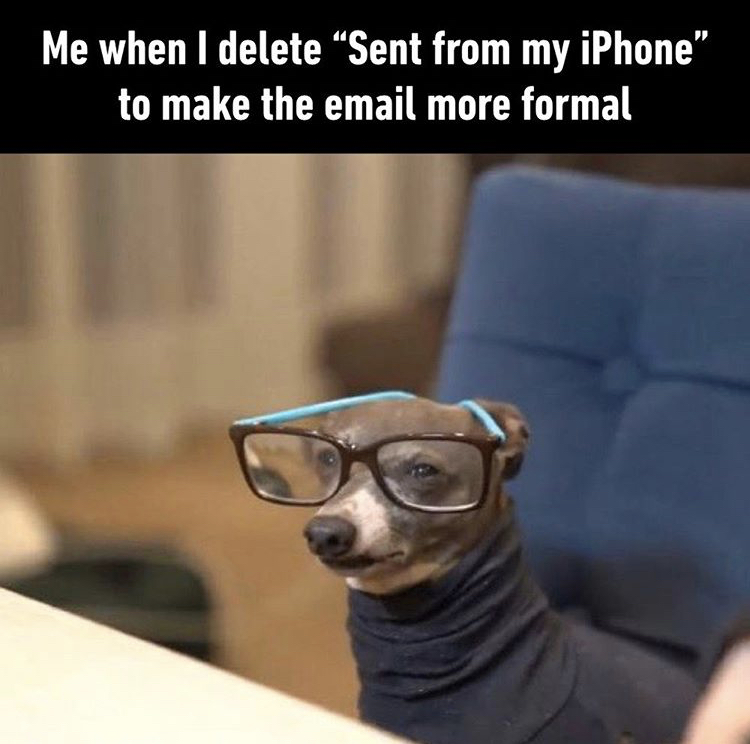 dog with glasses meme - Me when I delete Sent from my iPhone" to make the email more formal