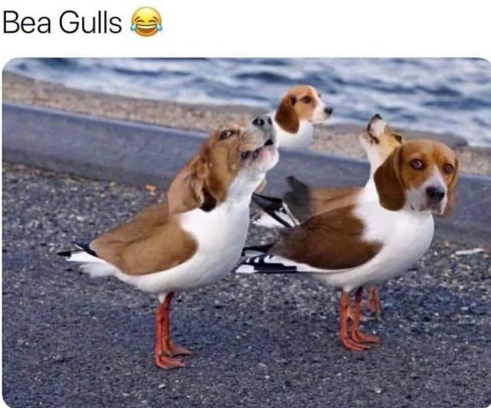 bea gulls