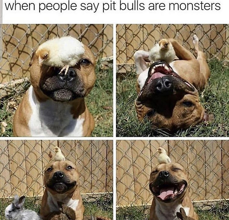 zombie apocalypse dog meme - when people say pit bulls are monsters