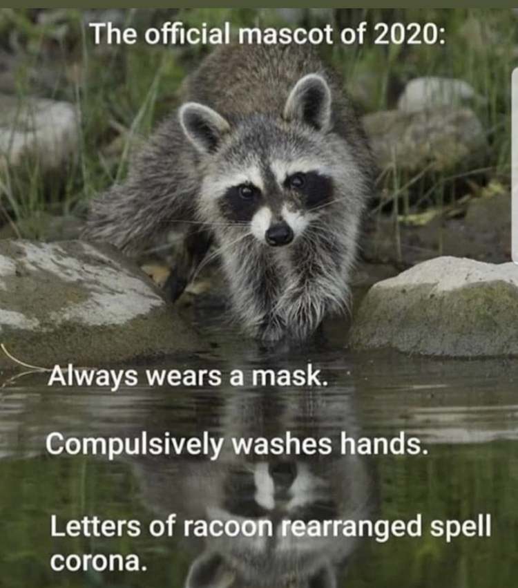 raccoon water - The official mascot of 2020 Always wears a mask. Compulsively washes hands. Letters of racoon rearranged spell corona.