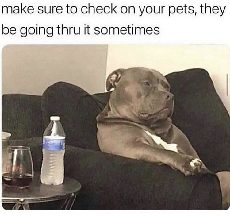 pitbull sitting on couch meme - make sure to check on your pets, they be going thru it sometimes