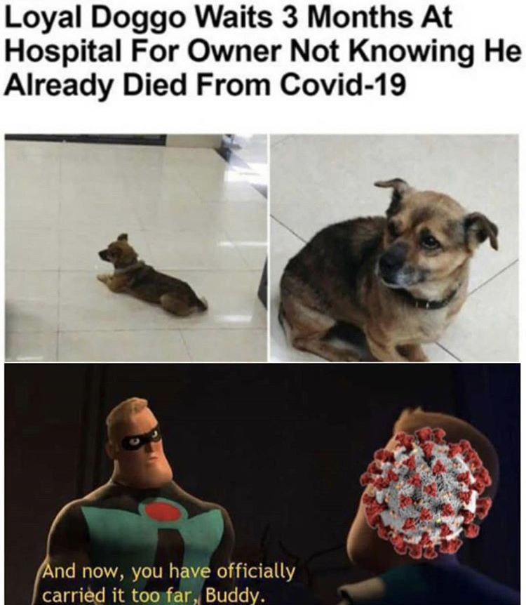 photo caption - Loyal Doggo Waits 3 Months At Hospital For Owner Not Knowing He Already Died From Covid19 And now, you have officially carried it too far, Buddy.