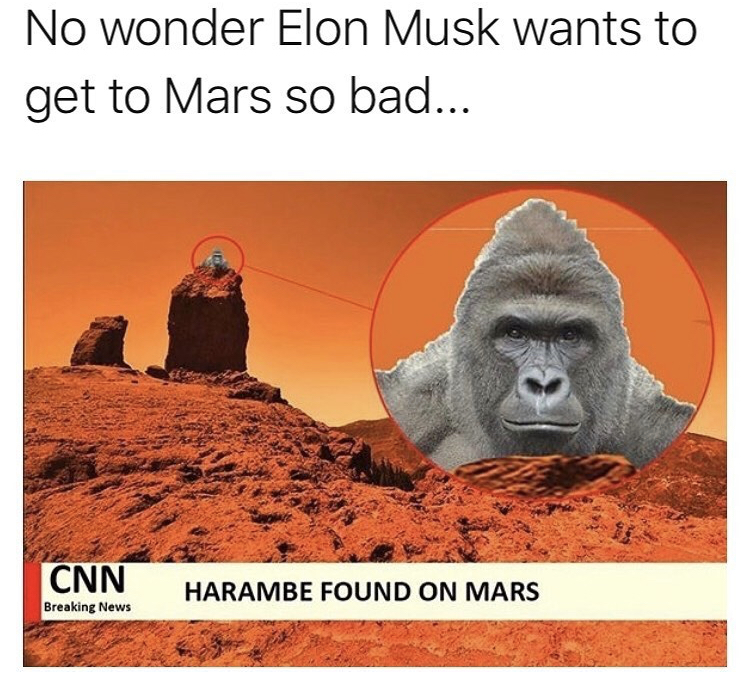 photo caption - No wonder Elon Musk wants to get to Mars so bad... Cnn Breaking News Harambe Found On Mars