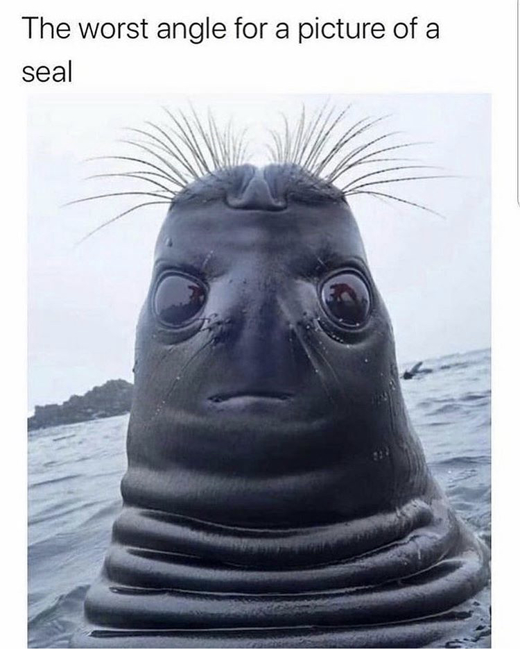animal meme - The worst angle for a picture of a seal