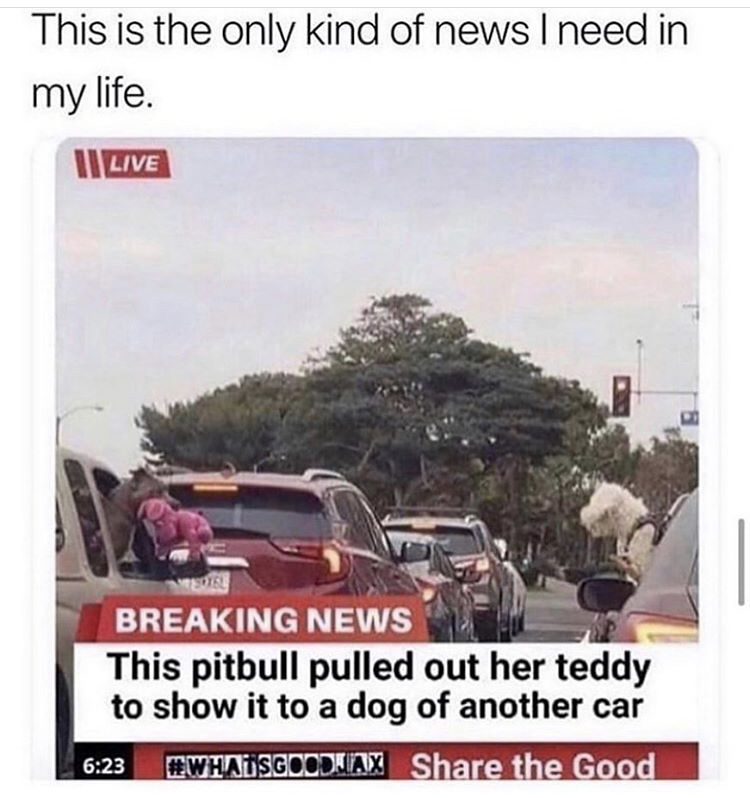 pitbull pulled out her teddy - This is the only kind of news I need in my life. || Live Breaking News This pitbull pulled out her teddy to show it to a dog of another car the Good
