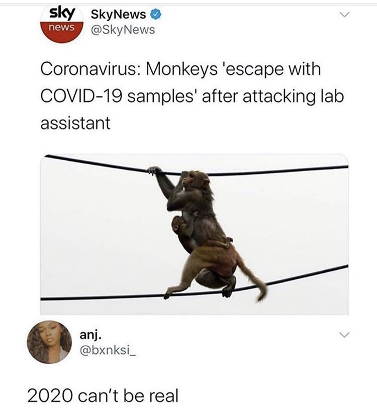 Monkey - Sky SkyNews news News Coronavirus Monkeys 'escape with Covid19 samples' after attacking lab assistant anj. 2020 can't be real