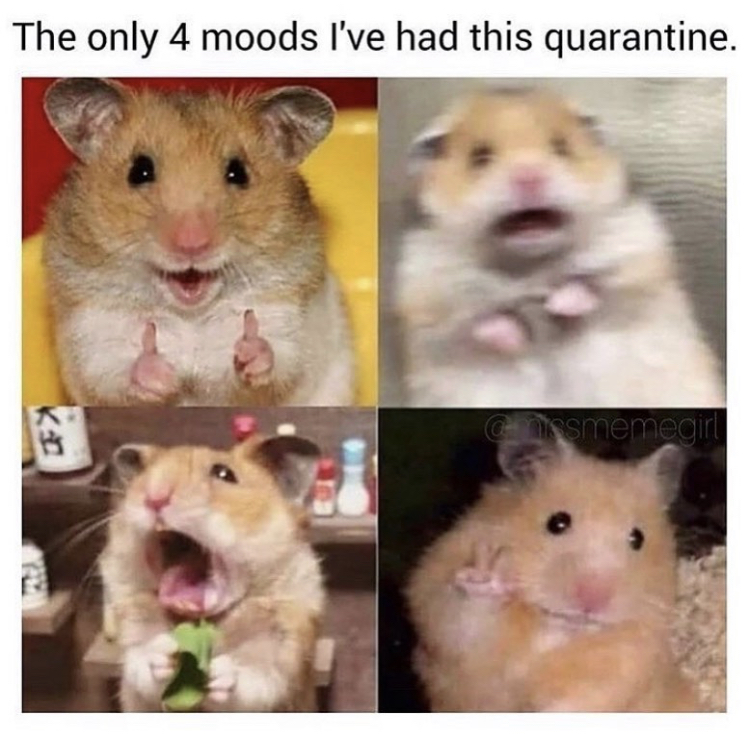 hamster work meme - The only 4 moods I've had this quarantine.