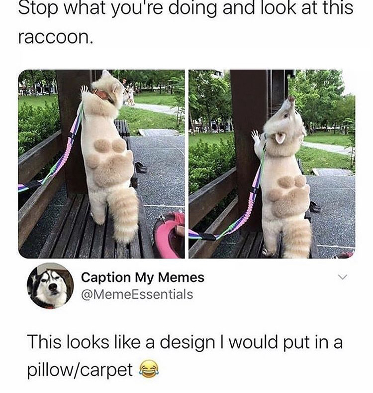 photo caption - Stop what you're doing and look at this raccoon. Caption My Memes This looks a design I would put in a pillowcarpet