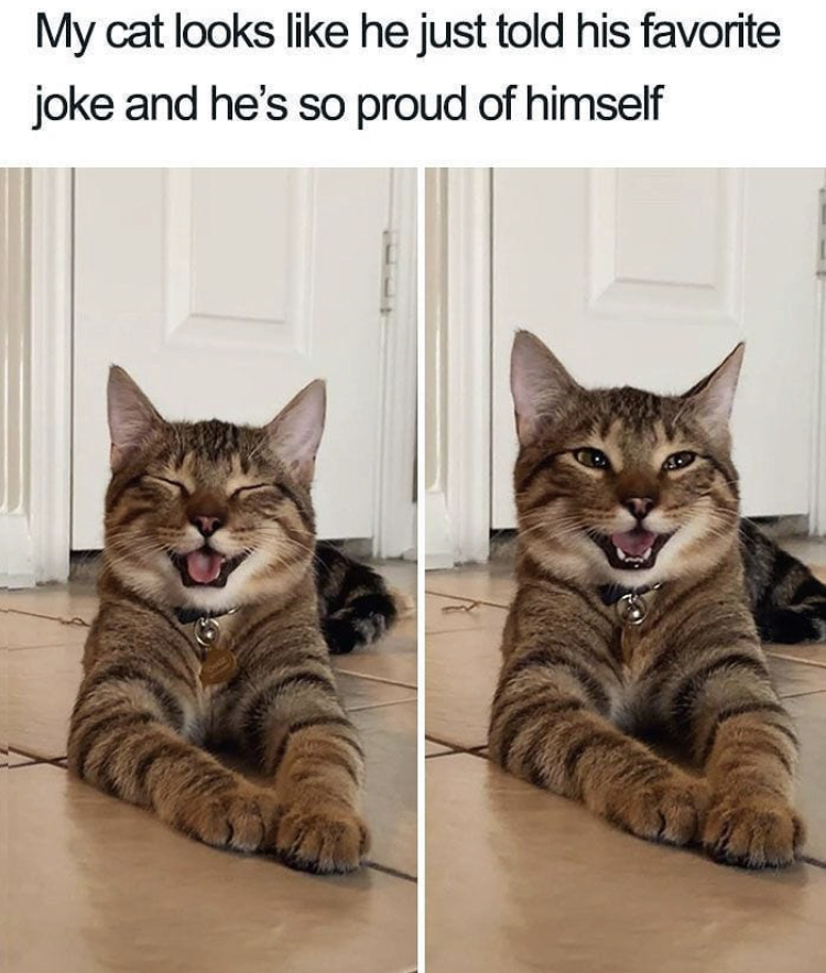 smiling cat - My cat looks he just told his favorite joke and he's so proud of himself