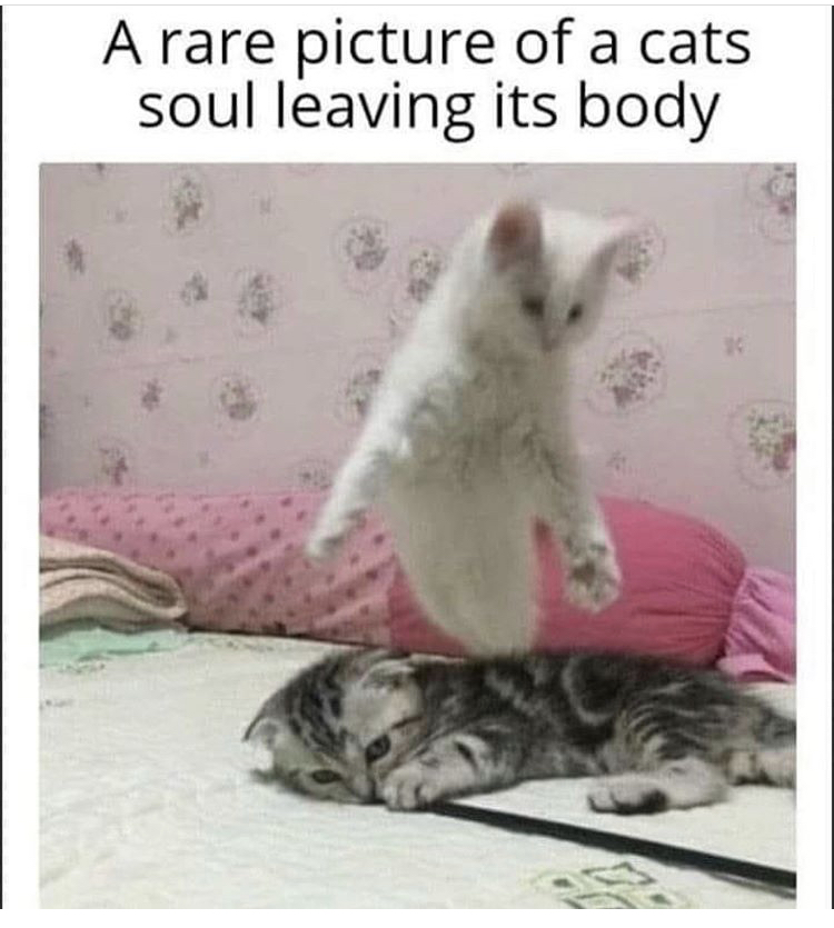 cat memes - A rare picture of a cats soul leaving its body