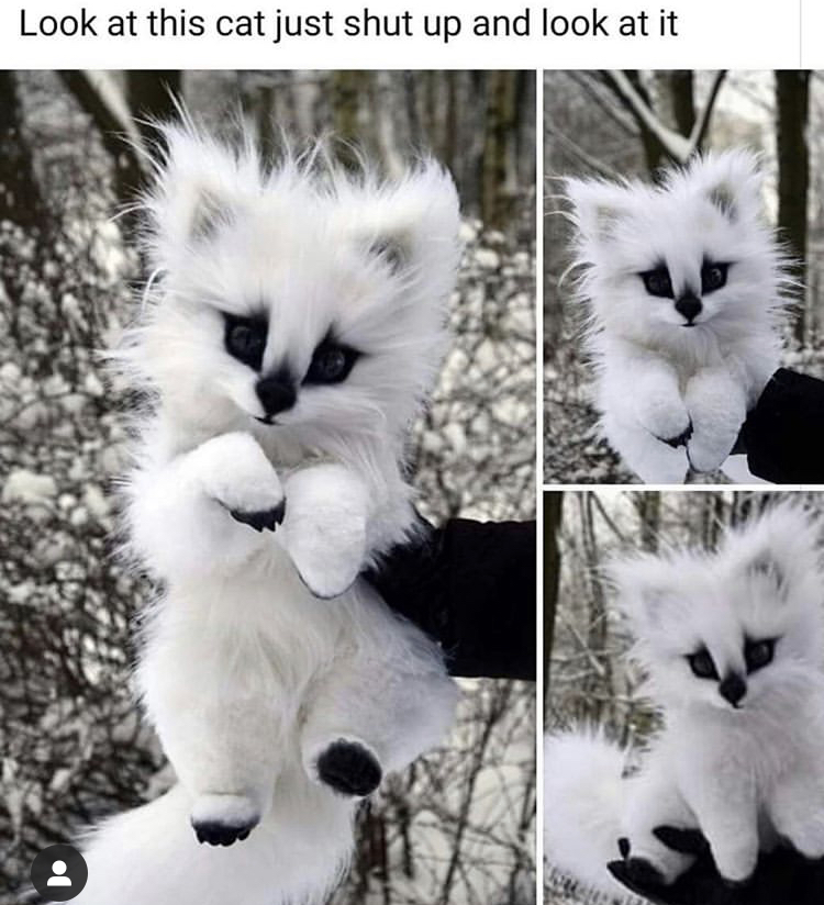 dire wolf puppy stuffed animal - Look at this cat just shut up and look at it
