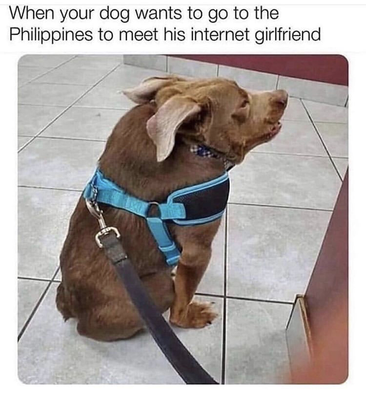 dog - When your dog wants to go to the Philippines to meet his internet girlfriend