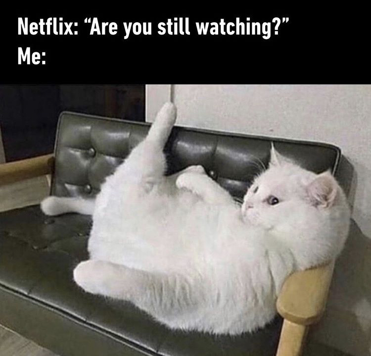 netflix cat meme - Netflix "Are you still watching?" Me