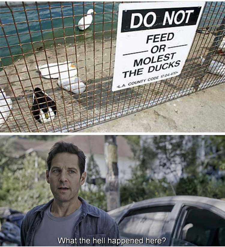 ant man what the hell happened here - Do Not Feed Or Molest Na The Ducks La County Cone What the hell happened here?