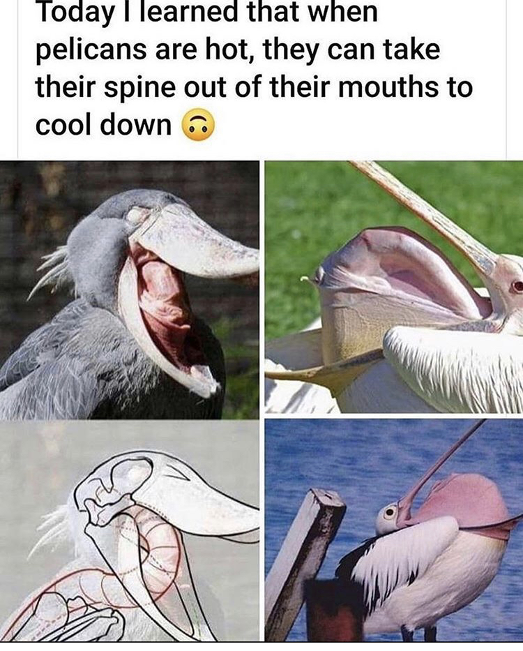 pelican flexing spine - Today I learned that when pelicans are hot, they can take their spine out of their mouths to cool down