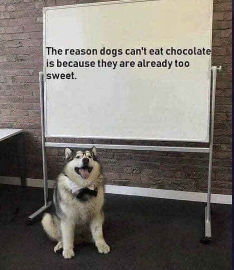 dog teaching meme - The reason dogs can't eat chocolate is because they are already too sweet.
