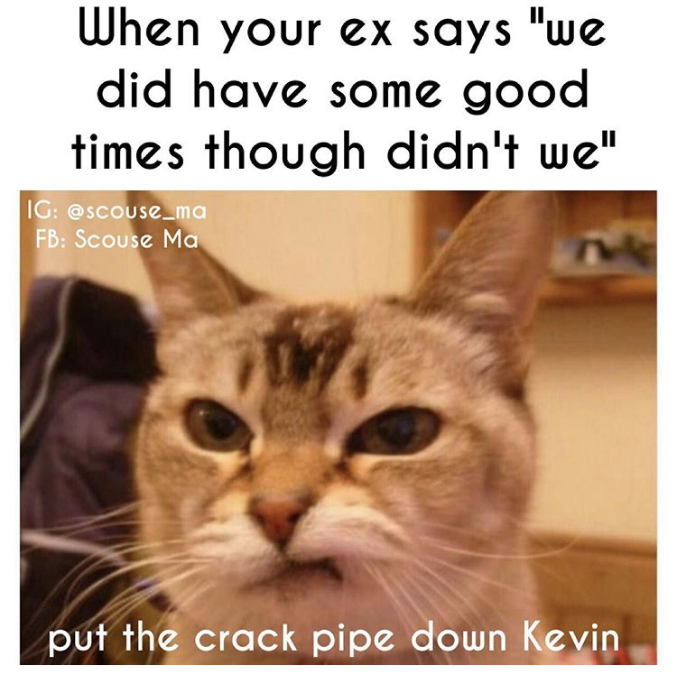 animal stink eye - When your ex says "we did have some good times though didn't we" Ig Fb Scouse Ma put the crack pipe down Kevin