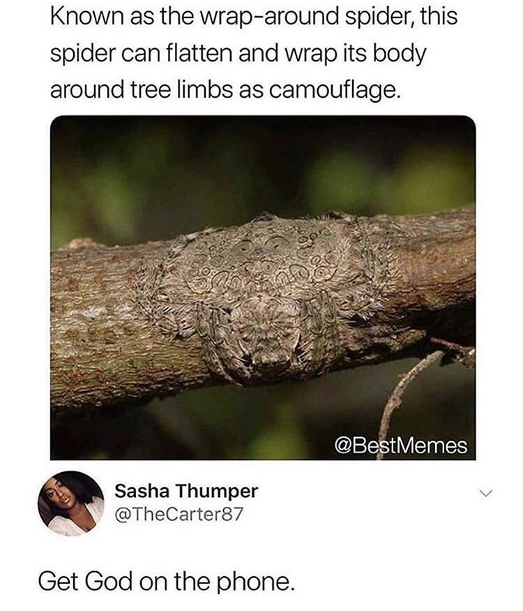 wrap around spider meme - Known as the wraparound spider, this spider can flatten and wrap its body around tree limbs as camouflage. Memes Sasha Thumper Get God on the phone.