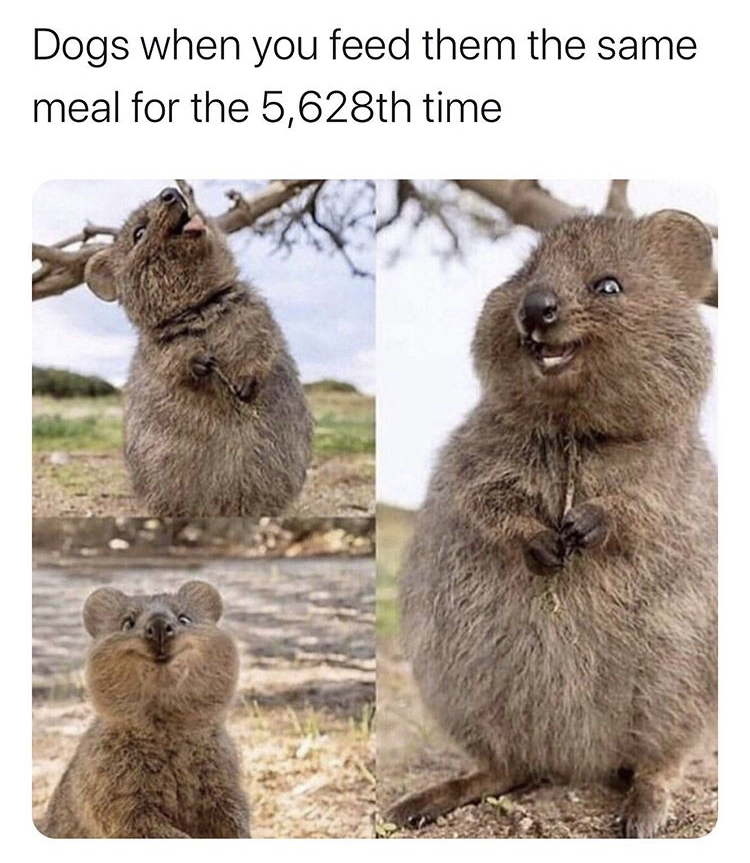 quokka funny - Dogs when you feed them the same meal for the 5,628th time